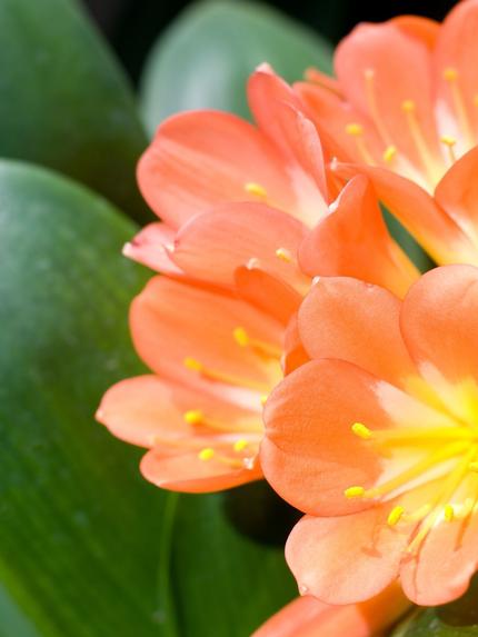 Oderings Garden Centres Growing Clivias In Gardens Or Pots