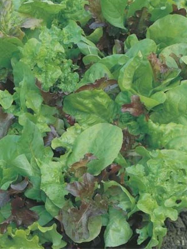 Mr Fothergills Lettuce Mixed Salad Leaves