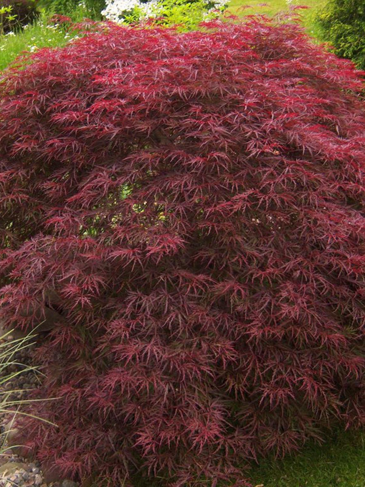 Deciduous Tree - Acer Palmatum Dissectum Tamukeyama, Weeping Japanese Maple