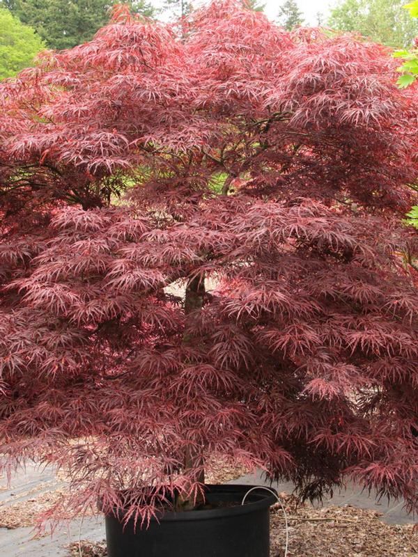 Deciduous Tree - Acer Palmatum Lionheart, Japanese Maple