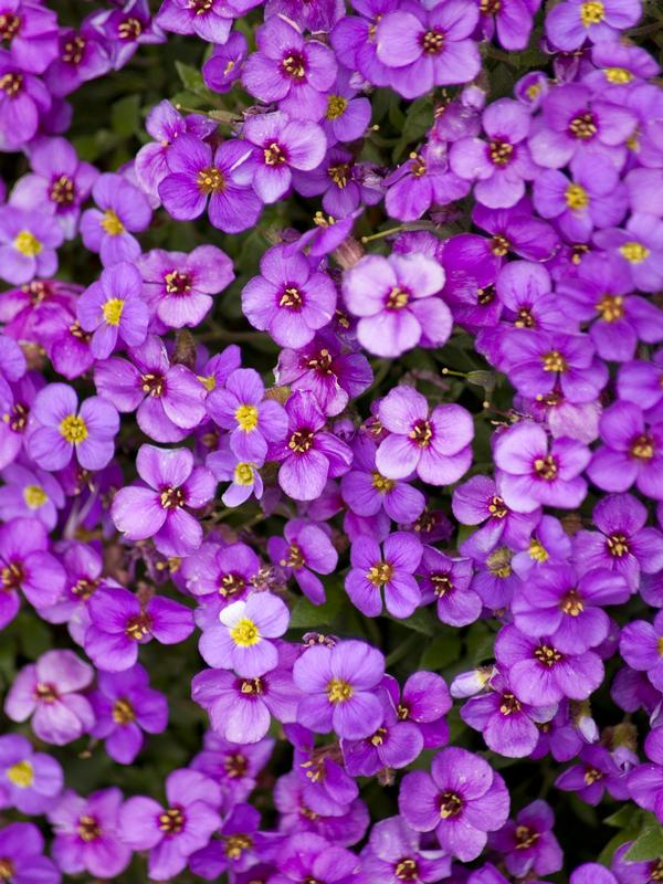 Aubrieta Purple Casade