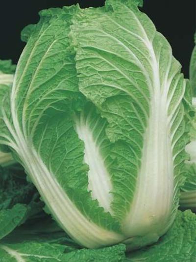 Mr Fothergills Cabbage Chinese Nagaoka F1