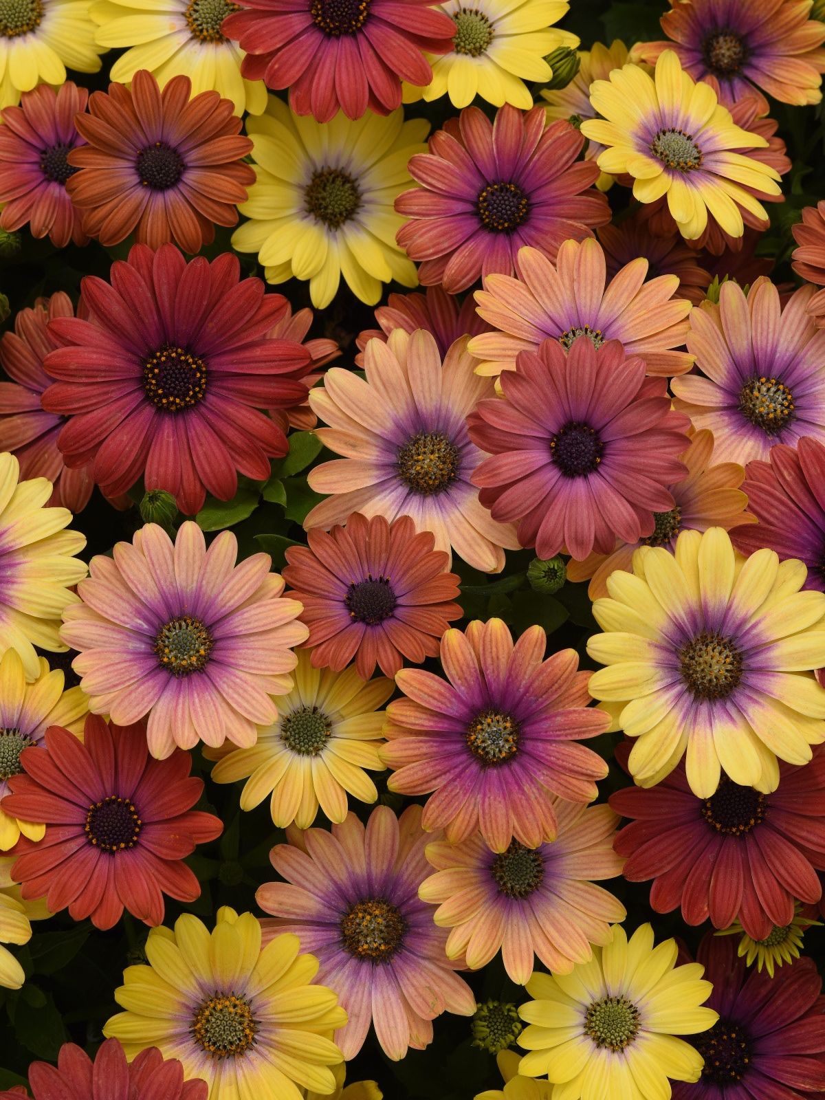 Growing Osteospermum Growing Osteospermum