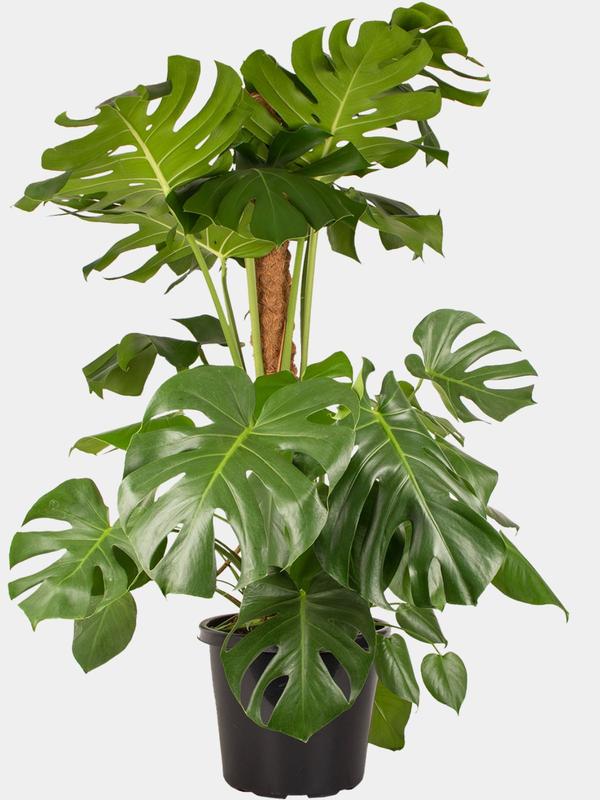 Monstera Deliciosa 32cm with Coir Pole