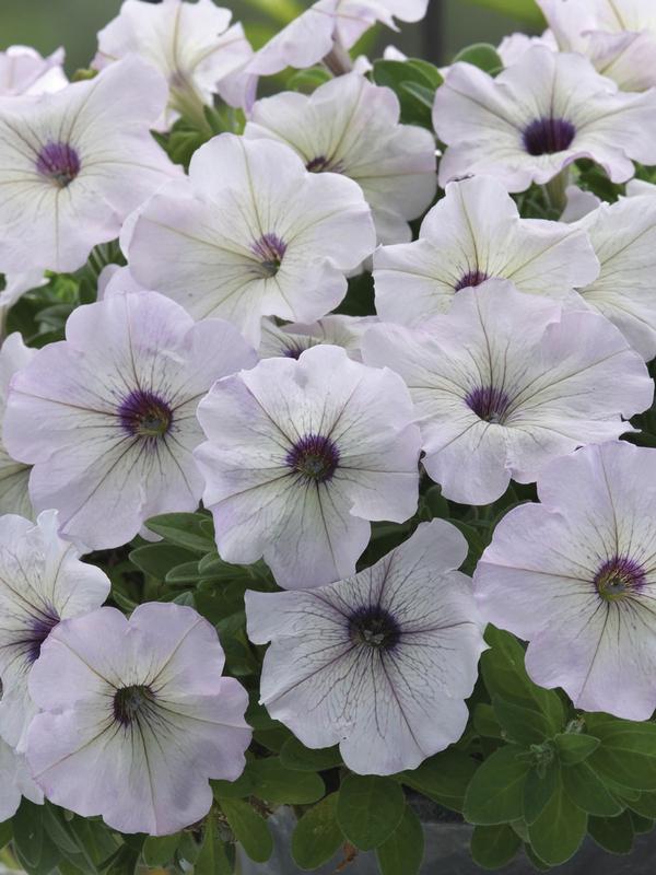 Petunia Silver Moon