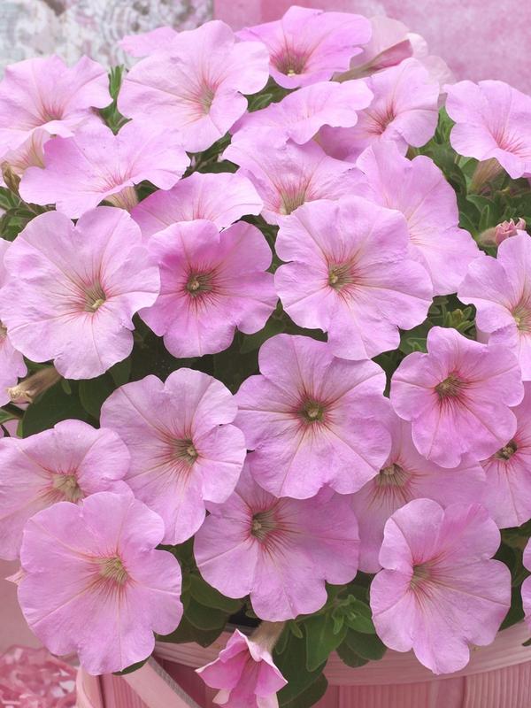 Petunia Pink Perfection