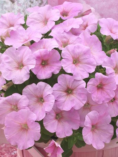 Petunia Pink Perfection