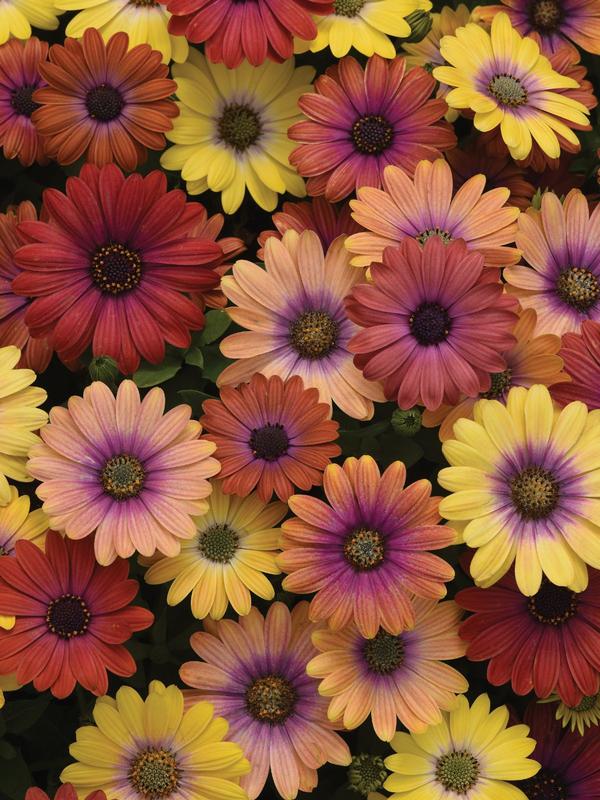 Osteospermum Antique