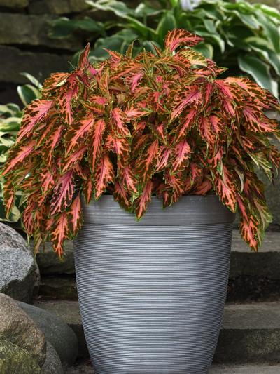 Coleus Coral Candy 1.3L