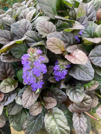 Ajuga Black Maamba