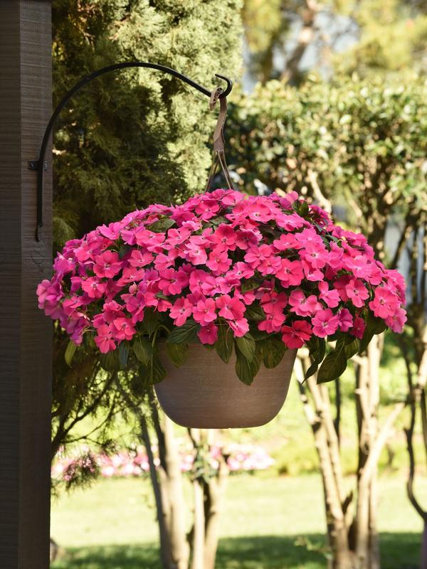 Impatiens solarscape Pink Jewel