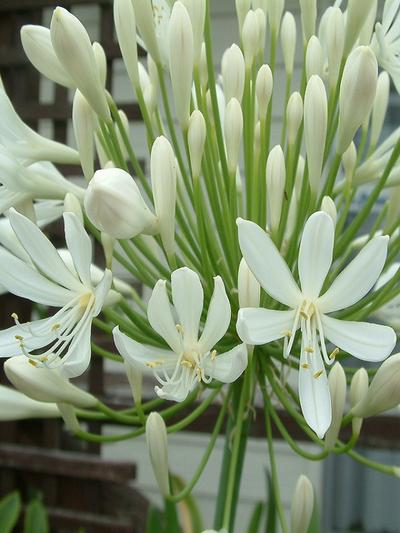 Agapanthus seafoam