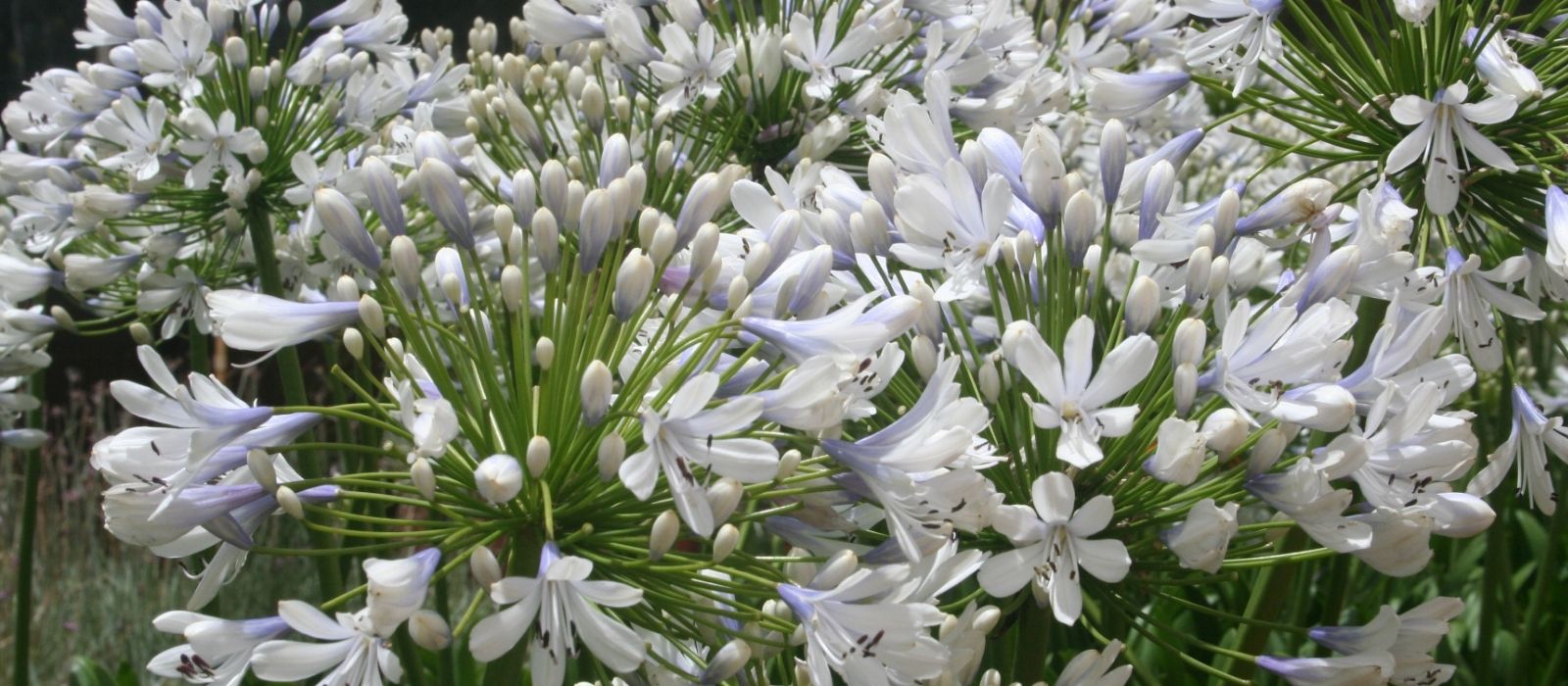 Growing Agapanthus