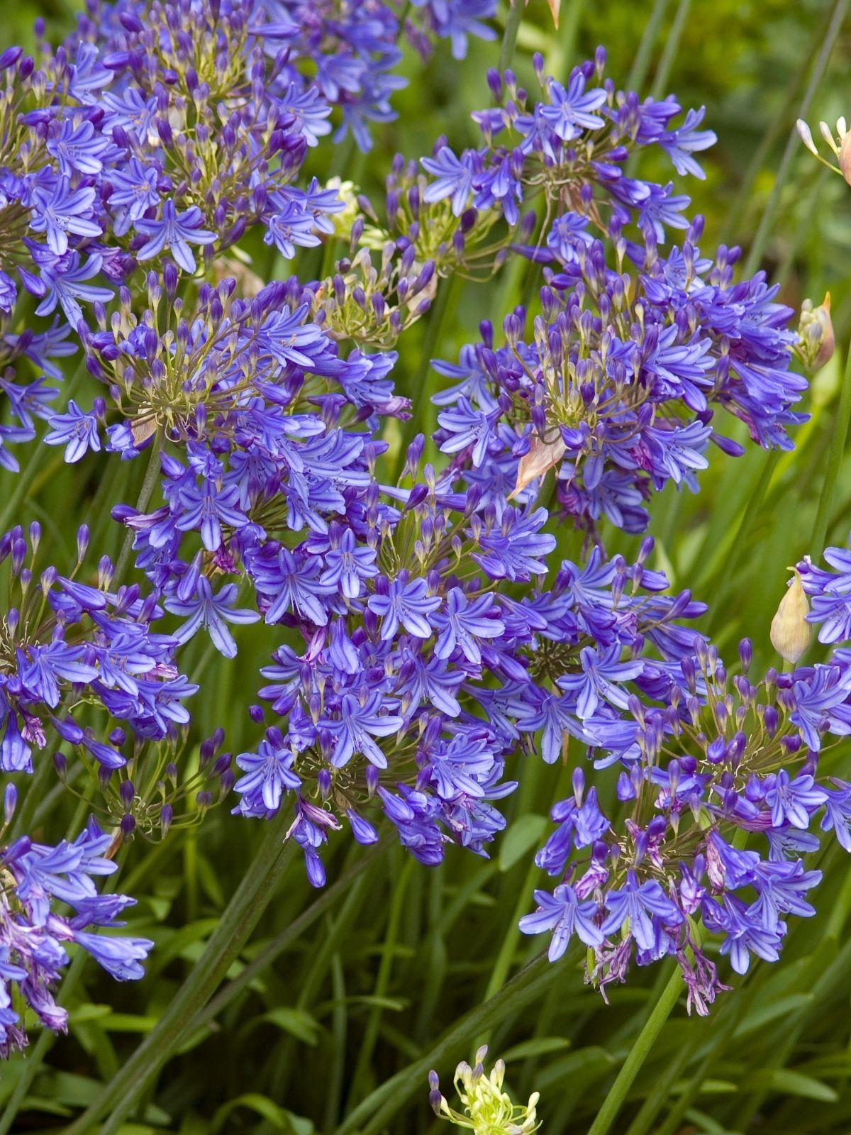 Growing Agapanthus