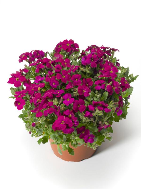 Aubrieta Red 1.3L