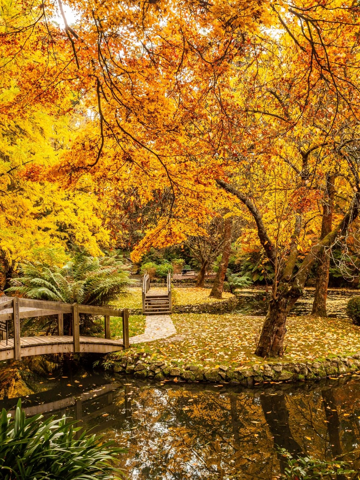 Trees for Autumn Colour