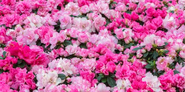 Azaleas, winter colour, flowering shrubs