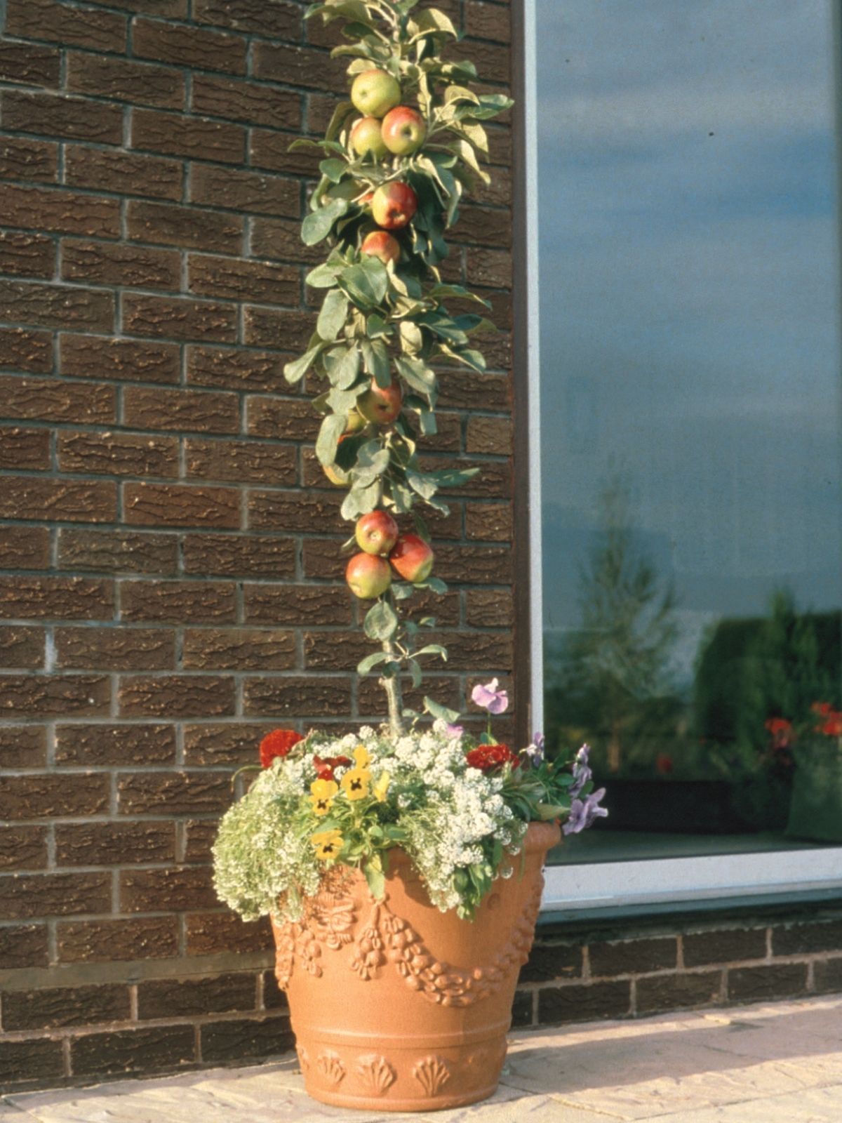 Ballerina Apples