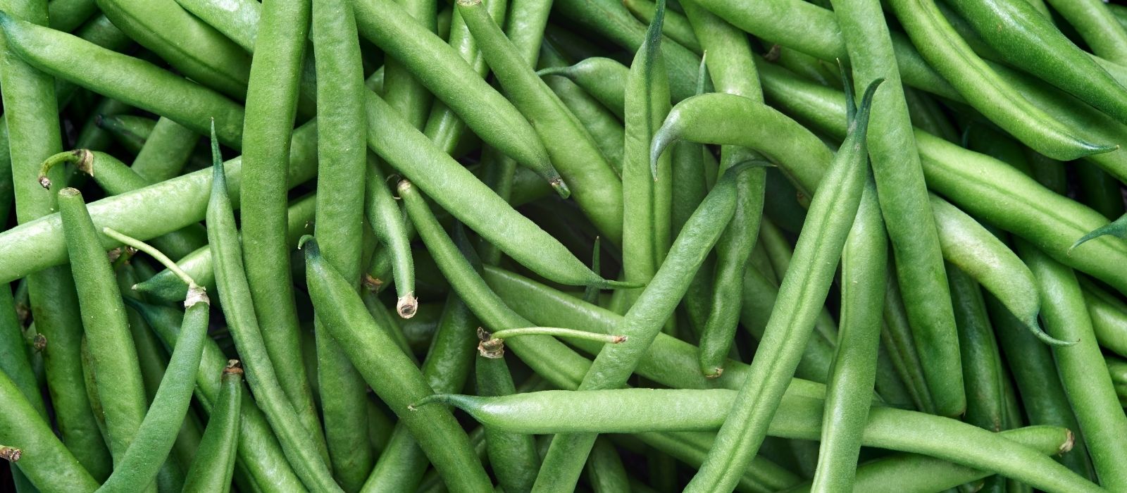 Growing Beans