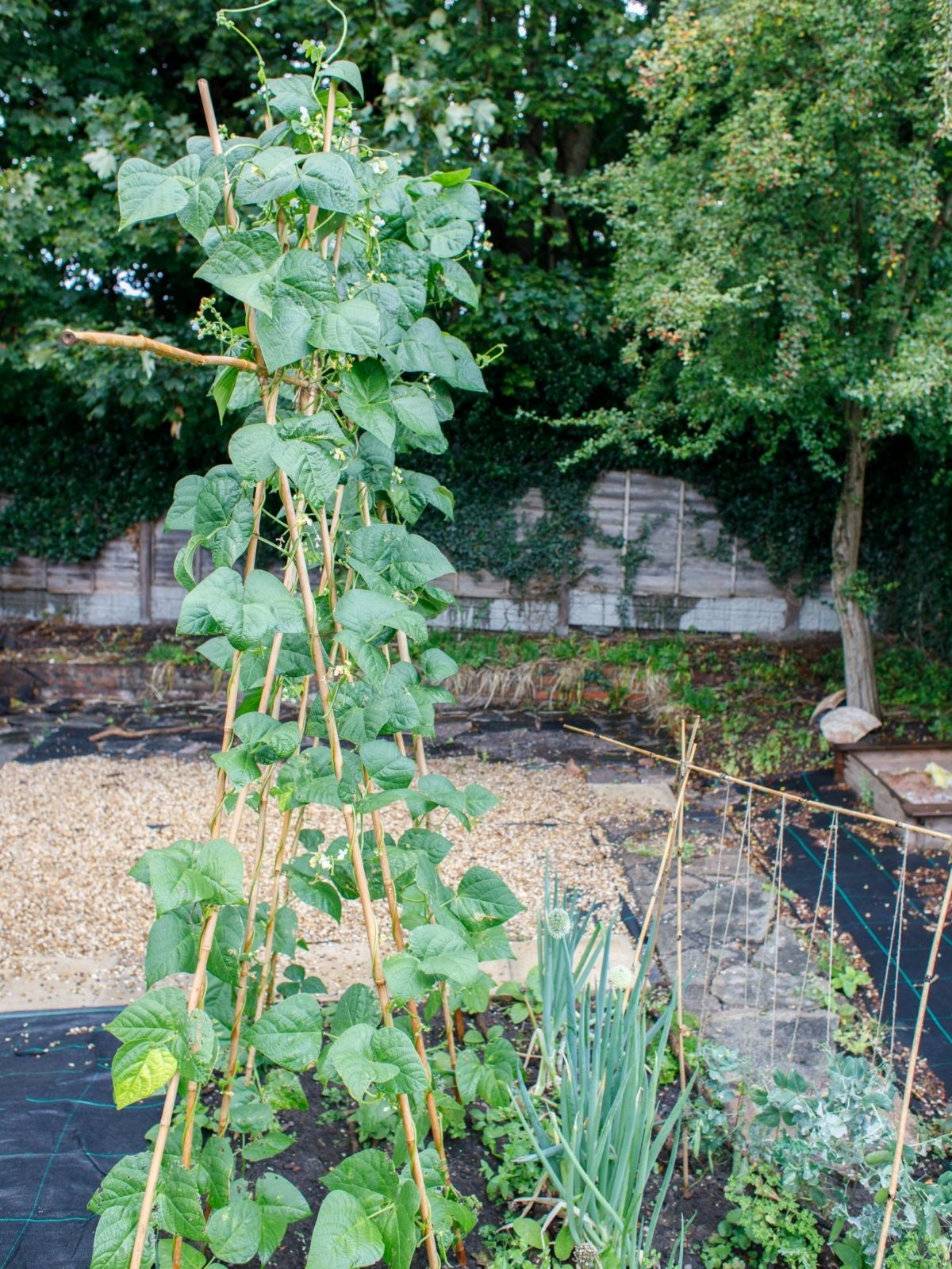 Growing Beans