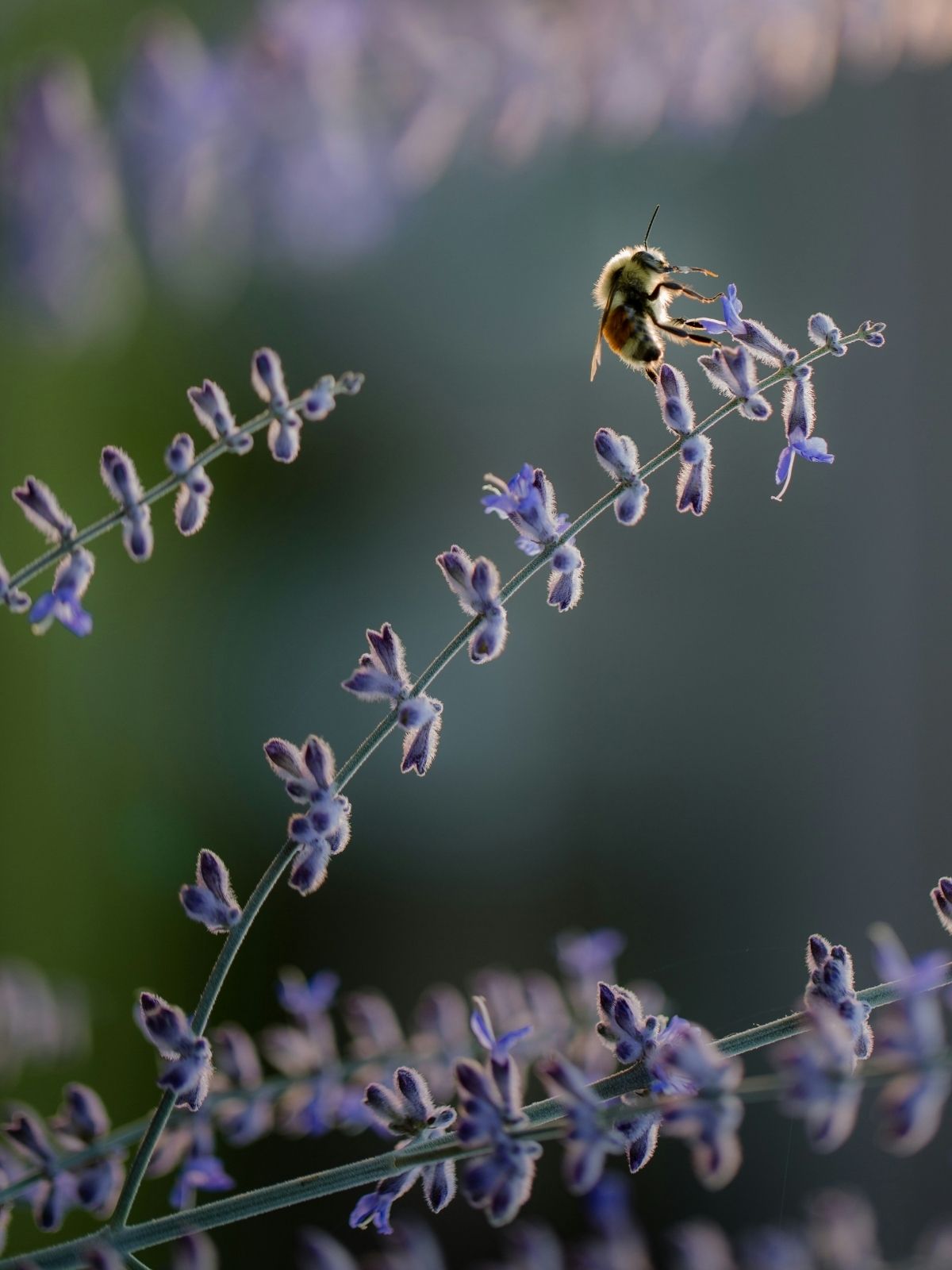 Beneficial Insects Beneficial Insects