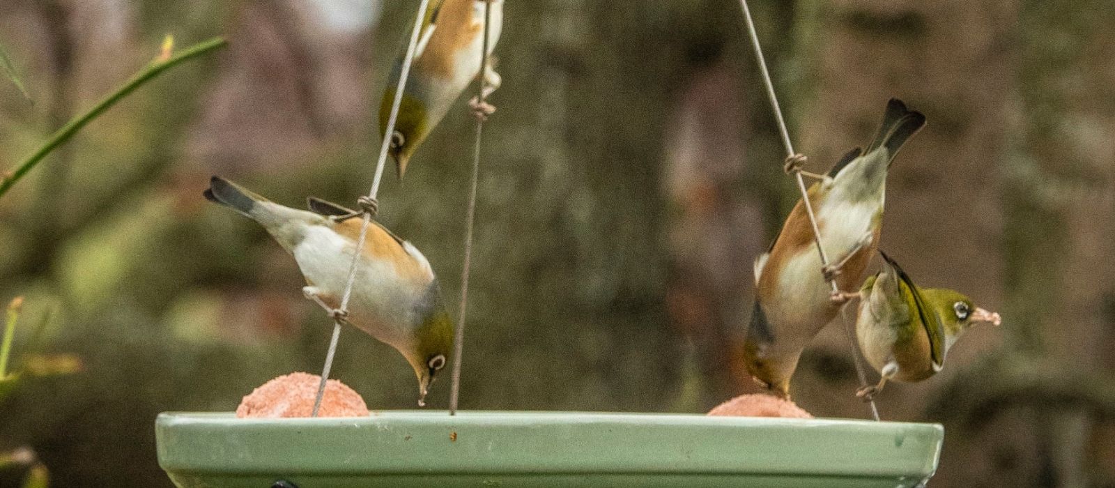 Bird Feeder Care