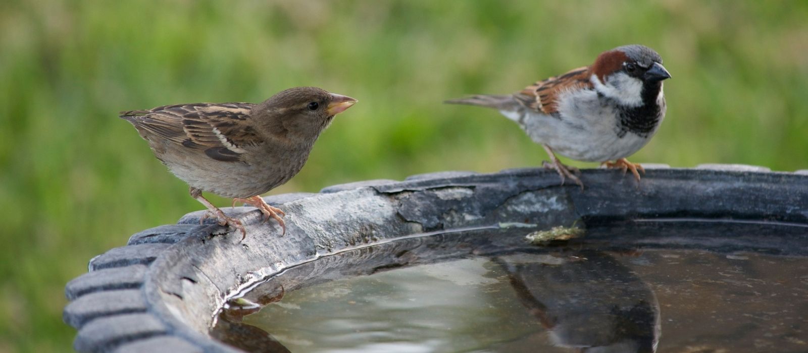 Birds Providing Hydration