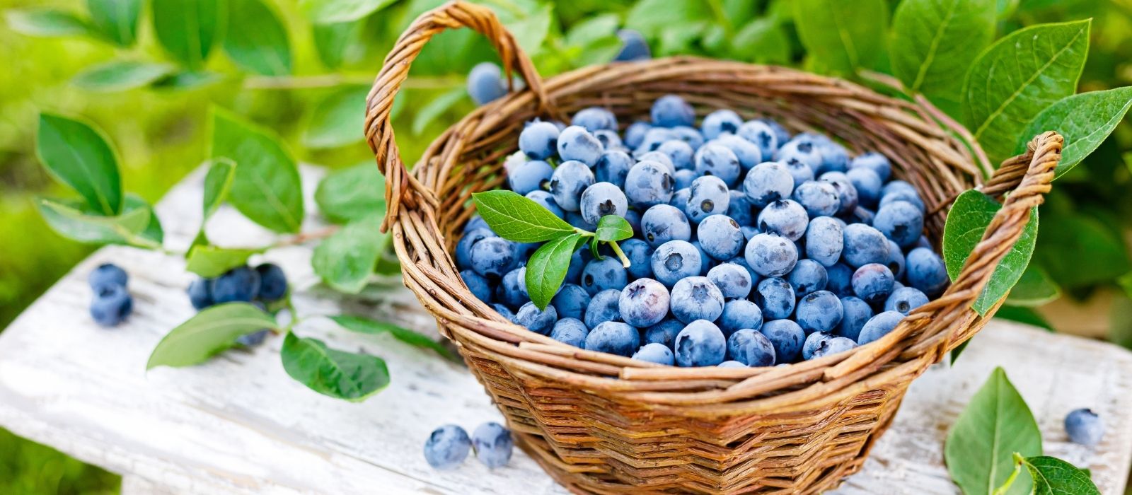 Growing & Harvesting Blueberries