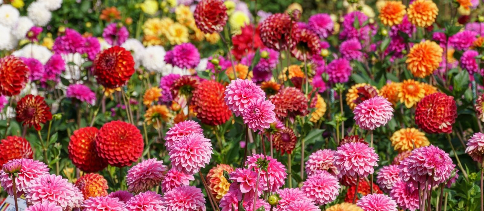 Banner Image Delighful Dahlias