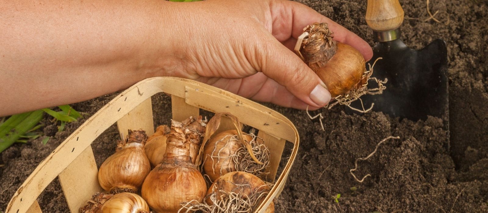 Planting Bulbs 