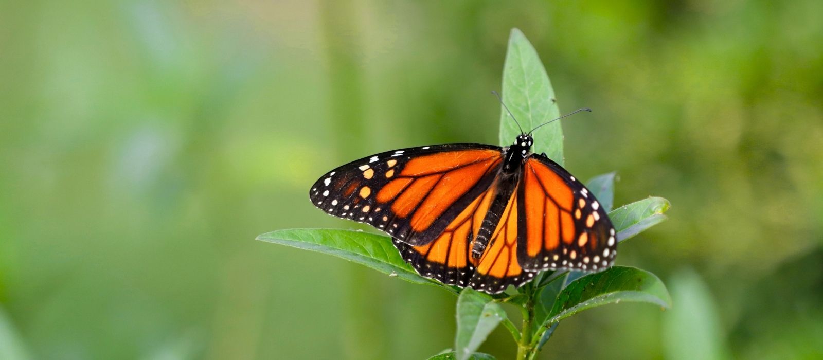 Growing to Attract Butterflies