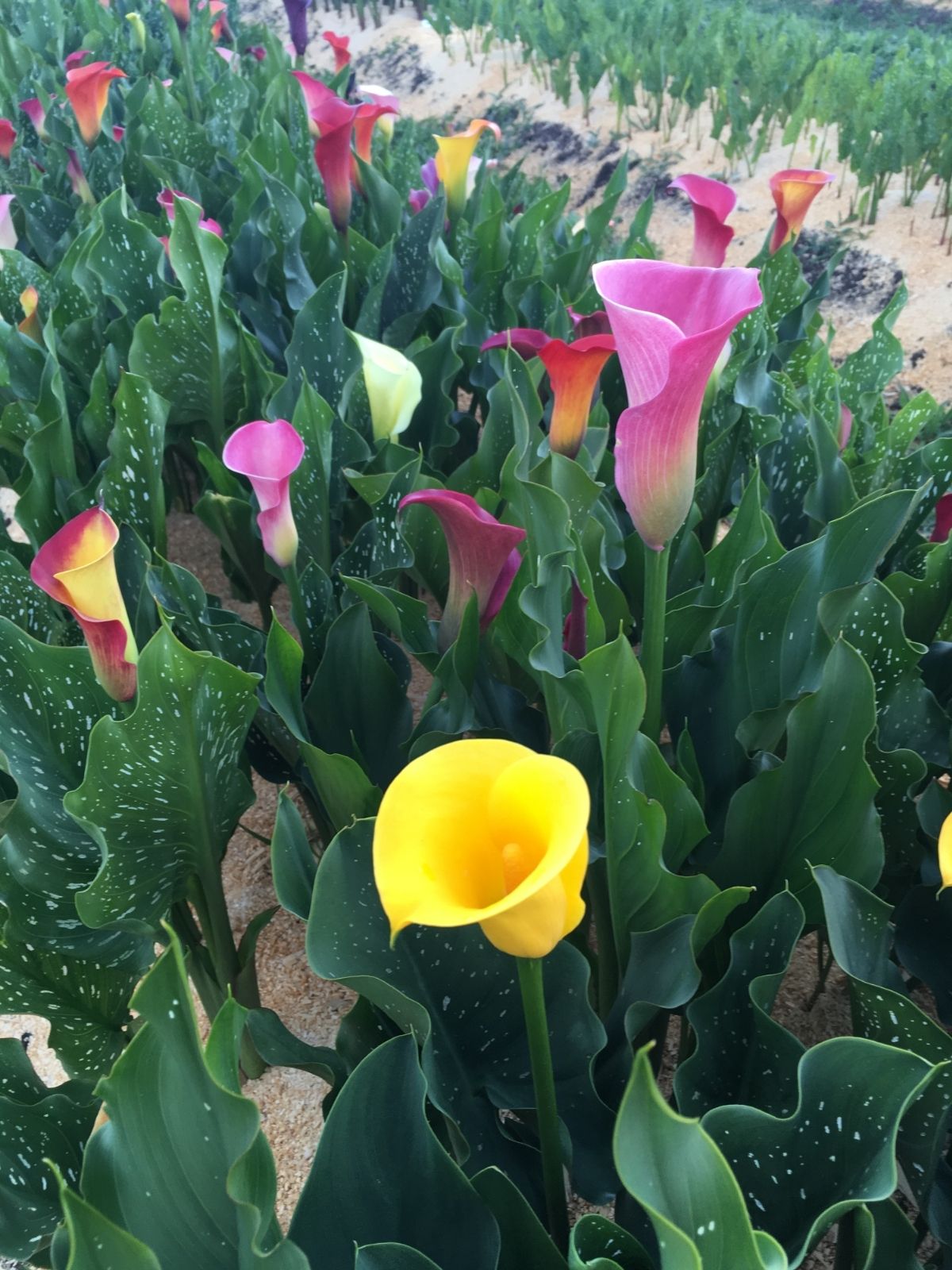 Calla Lillies