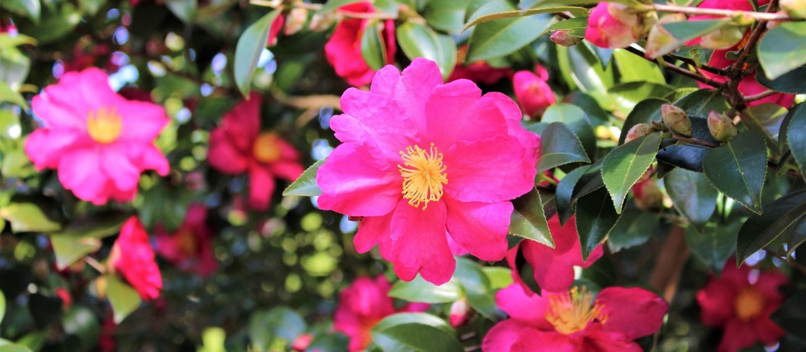 Growing Camellias