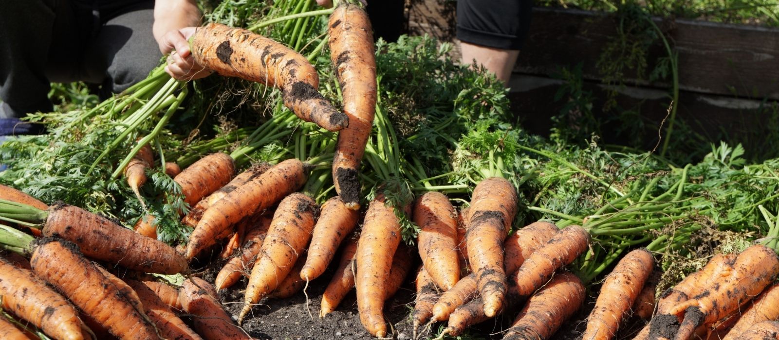 Growing Carrots & Cultivation Tips