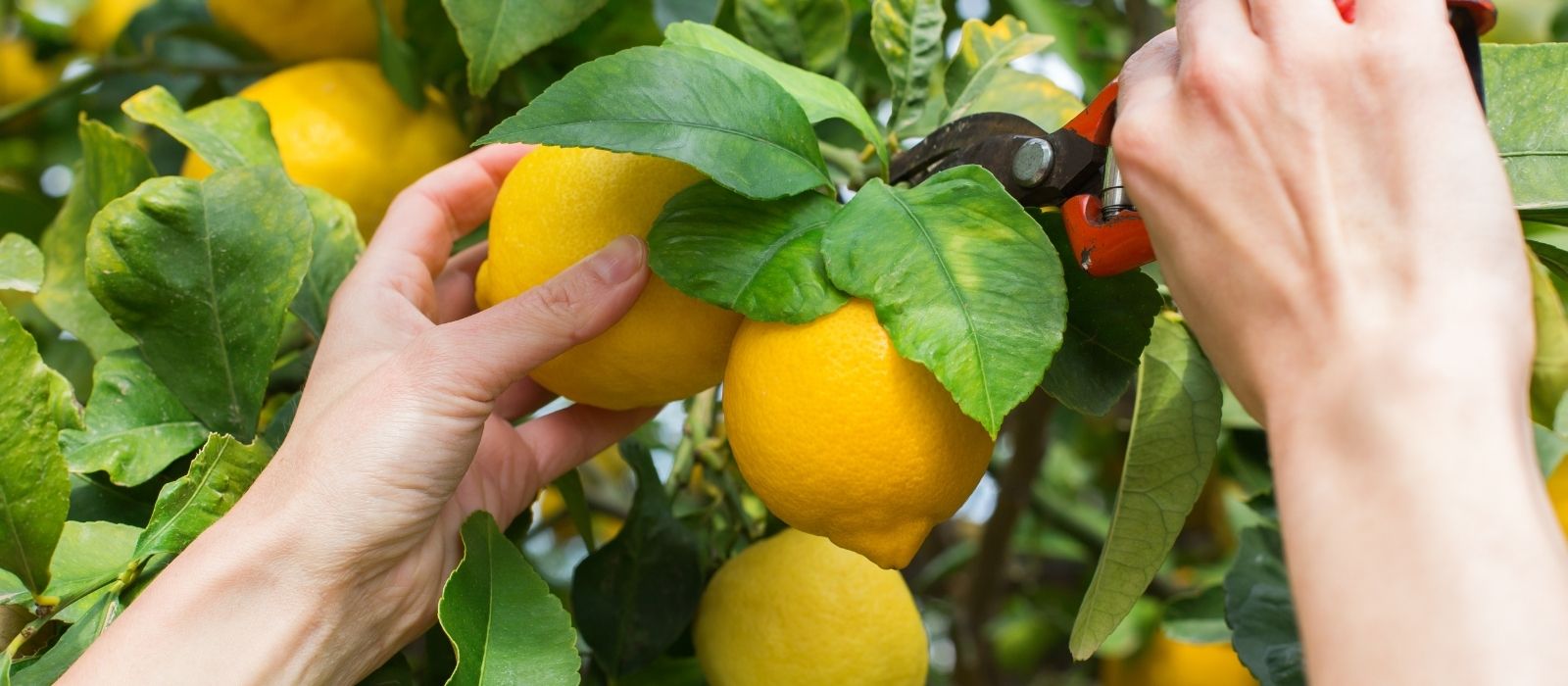 Growing Citrus