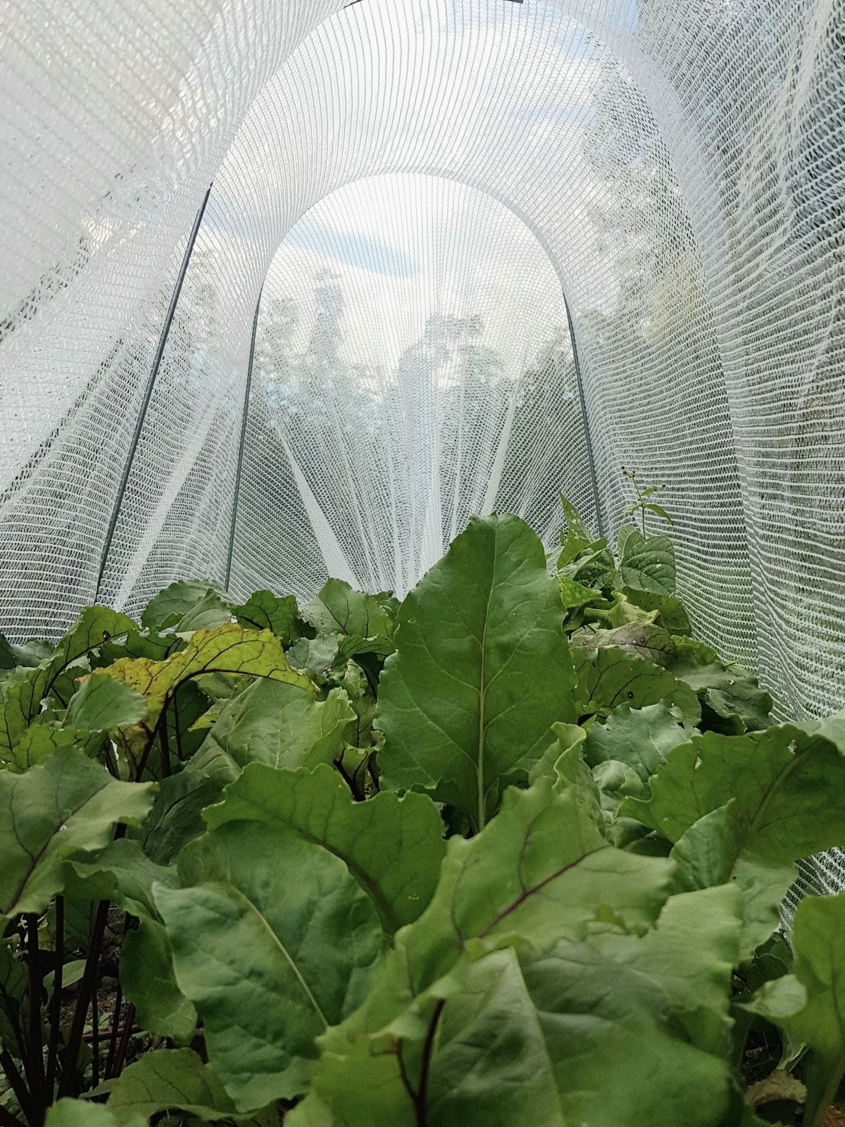 Raised Vegetable Gardens