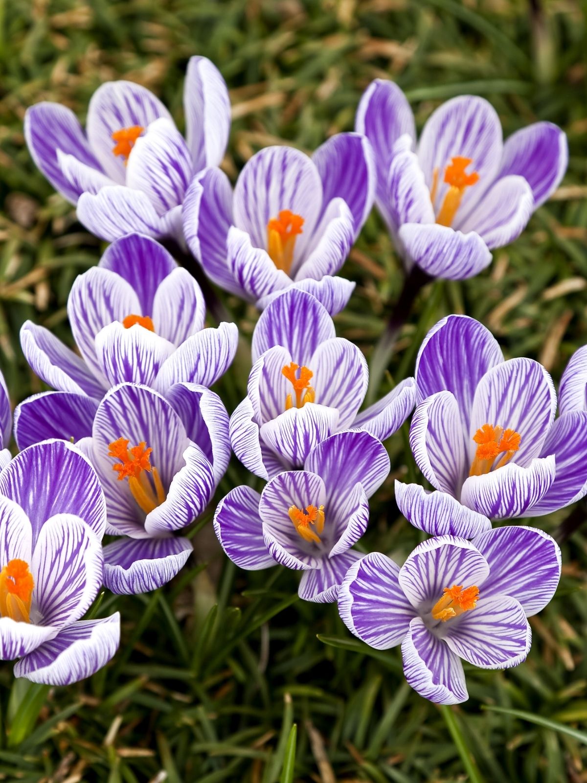 Growing Crocus