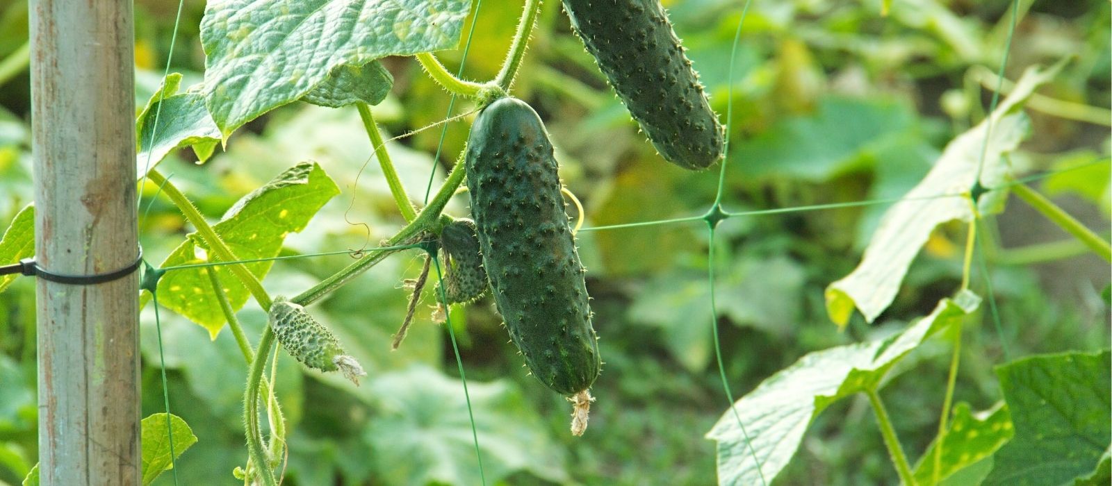 Growing Cucurbits