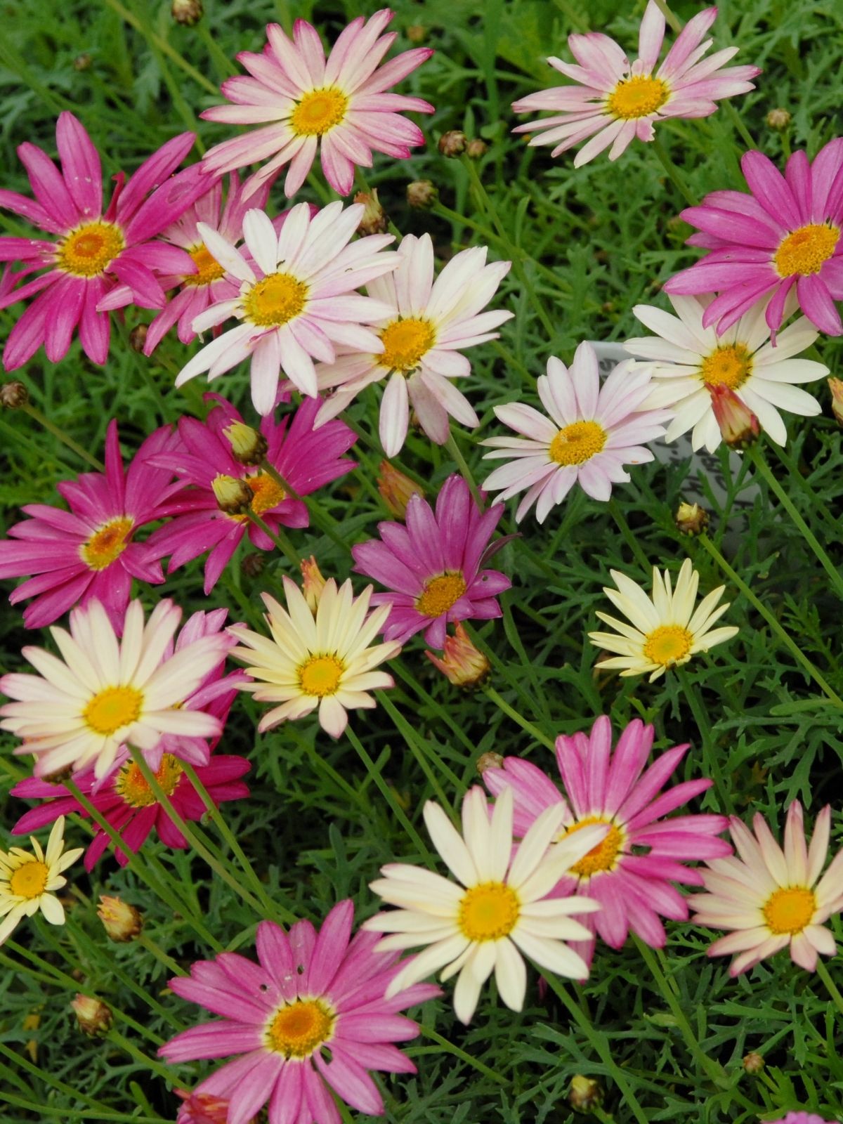 Growing Daisies