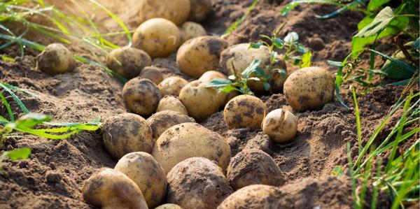 Seed, Potatoes, Potato essentials