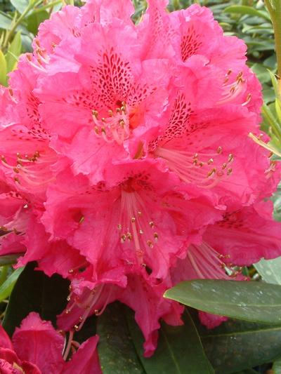 Rhododendron Elegans