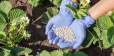 fertilisers, feed your plants