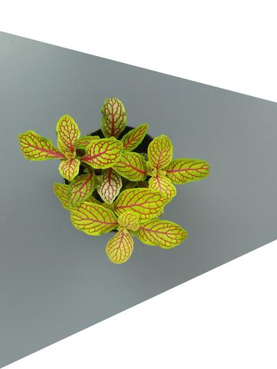 Fittonia Mini Ruby Lime Fittonia Mini Ruby Lime