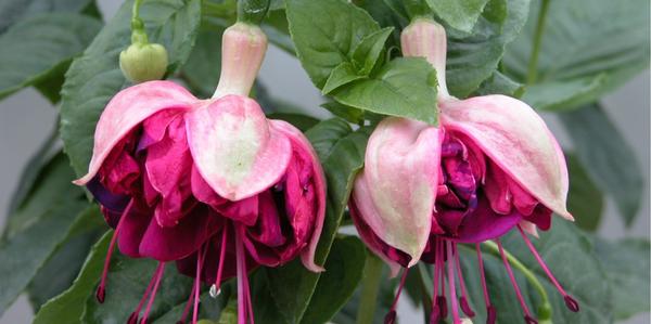 Perennials, Fuchsias