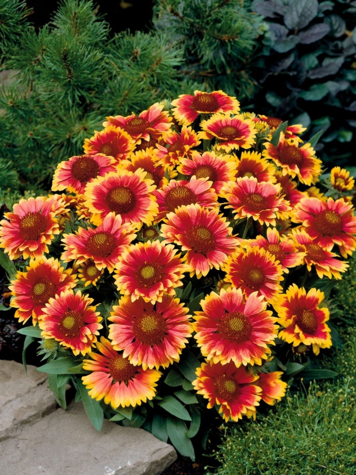 Growing Gaillardia