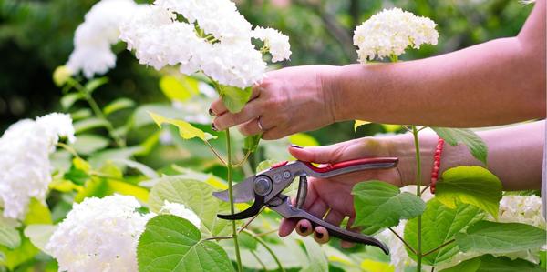 Garden Maintenance, gardening products,