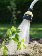 8 Golden Rules for Watering