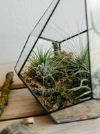 Houseplant - The Art of Air Plants