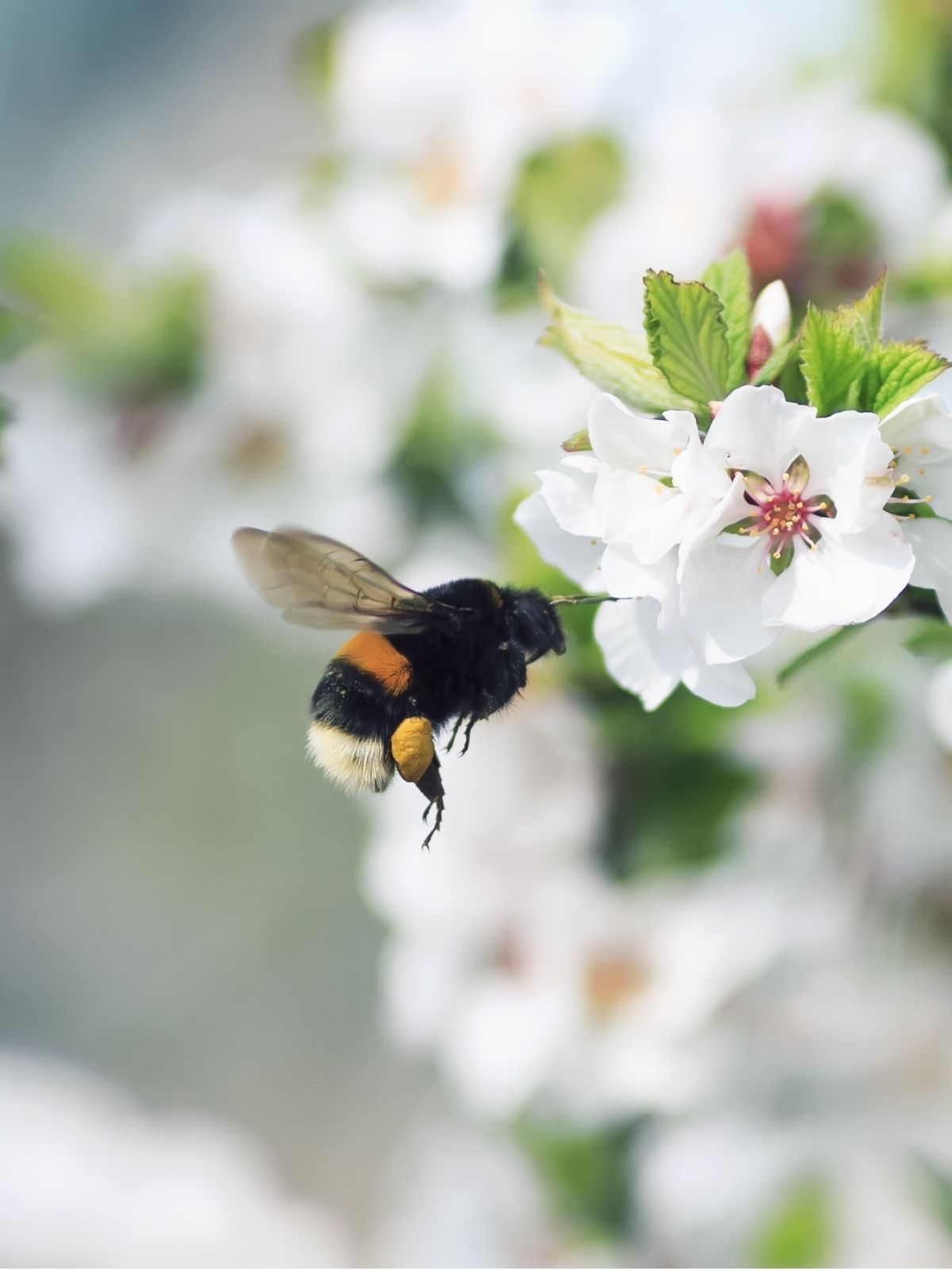 Growing Bee-Friendly Flowers