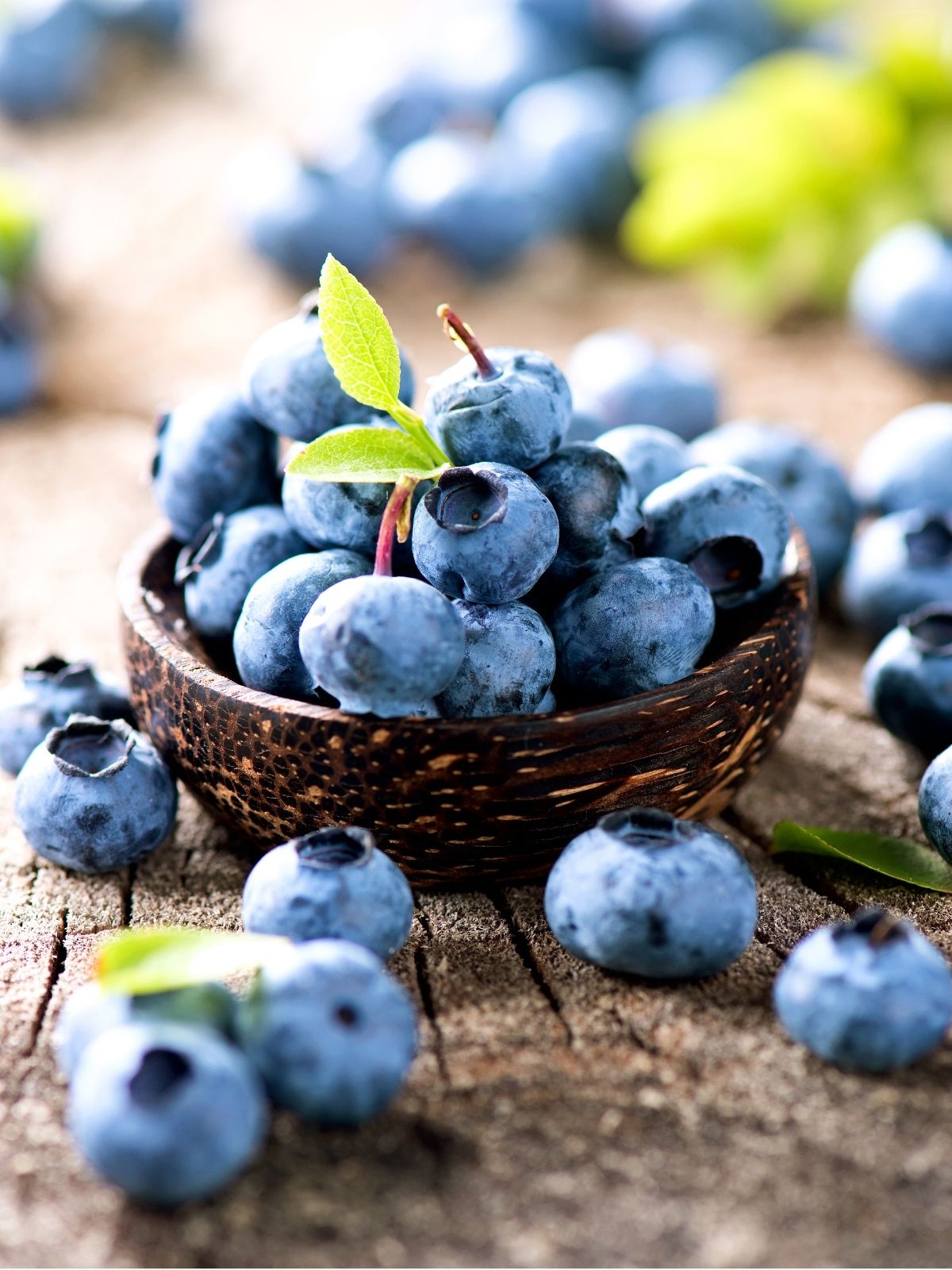 Growing & Harvesting Blueberries